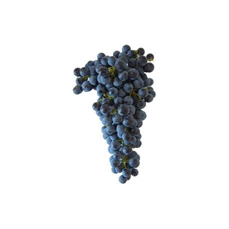RAISIN PRIMITIVO A VIN 5KG